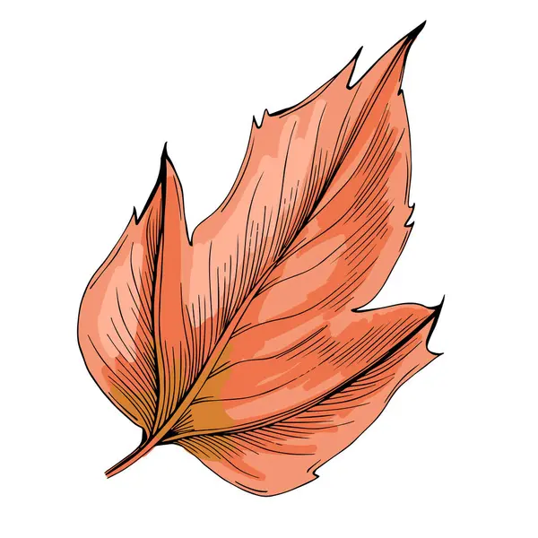 Klasik botanik tarzında elle çizilmiş detaylı akçaağaç yaprağı çizimi, beyaz arka planda izole edilmiş, sonbahar tasarımları, mevsimlik dekorlar, doğa baskıları, dövmeler veya eko markalar için mükemmel.