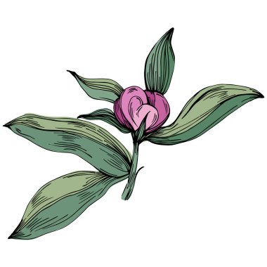 Gerçekçi botanik tarzında zarif şakayıklar, beyaz arka planda izole edilmiş, düğün davetiyeleri, çiçek baskıları, tebrik kartları, ambalaj tasarımı ve romantik dekor için mükemmel.