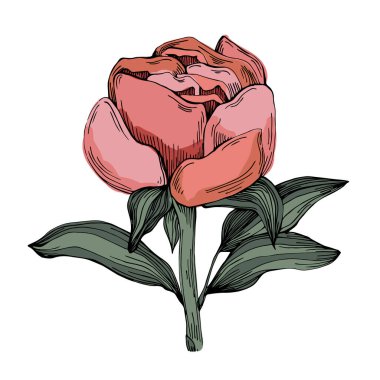 Gerçekçi botanik tarzında zarif şakayıklar, beyaz arka planda izole edilmiş, düğün davetiyeleri, çiçek baskıları, tebrik kartları, ambalaj tasarımı ve romantik dekor için mükemmel.