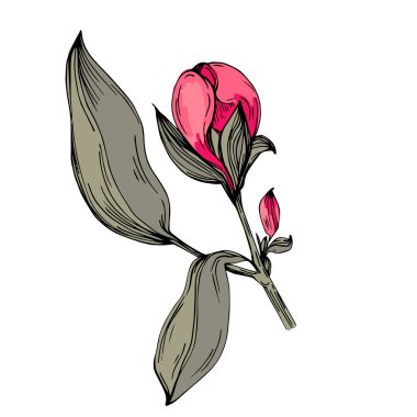 Gerçekçi botanik tarzında zarif şakayıklar, beyaz arka planda izole edilmiş, düğün davetiyeleri, çiçek baskıları, tebrik kartları, ambalaj tasarımı ve romantik dekor için mükemmel.