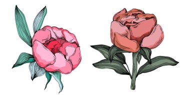 Gerçekçi botanik tarzında zarif şakayıklar, beyaz arka planda izole edilmiş, düğün davetiyeleri, çiçek baskıları, tebrik kartları, ambalaj tasarımı ve romantik dekor için mükemmel.