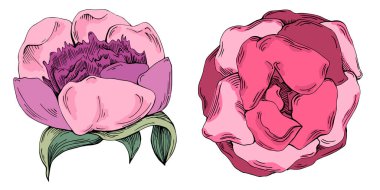 Gerçekçi botanik tarzında zarif şakayıklar, beyaz arka planda izole edilmiş, düğün davetiyeleri, çiçek baskıları, tebrik kartları, ambalaj tasarımı ve romantik dekor için mükemmel.