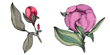 Gerçekçi botanik tarzında zarif şakayıklar, beyaz arka planda izole edilmiş, düğün davetiyeleri, çiçek baskıları, tebrik kartları, ambalaj tasarımı ve romantik dekor için mükemmel.