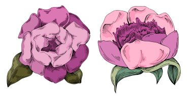 Gerçekçi botanik tarzında zarif şakayıklar, beyaz arka planda izole edilmiş, düğün davetiyeleri, çiçek baskıları, tebrik kartları, ambalaj tasarımı ve romantik dekor için mükemmel.