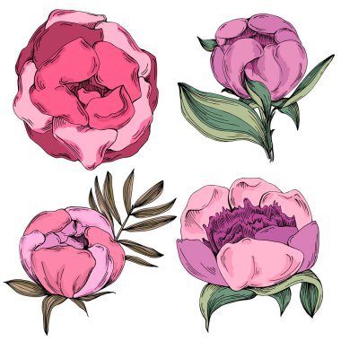 Gerçekçi botanik tarzında zarif şakayıklar, beyaz arka planda izole edilmiş, düğün davetiyeleri, çiçek baskıları, tebrik kartları, ambalaj tasarımı ve romantik dekor için mükemmel.