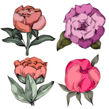 Gerçekçi botanik tarzında zarif şakayıklar, beyaz arka planda izole edilmiş, düğün davetiyeleri, çiçek baskıları, tebrik kartları, ambalaj tasarımı ve romantik dekor için mükemmel.