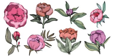 Gerçekçi botanik tarzında zarif şakayıklar, beyaz arka planda izole edilmiş, düğün davetiyeleri, çiçek baskıları, tebrik kartları, ambalaj tasarımı ve romantik dekor için mükemmel.