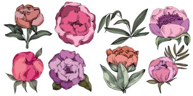 Gerçekçi botanik tarzında zarif şakayıklar, beyaz arka planda izole edilmiş, düğün davetiyeleri, çiçek baskıları, tebrik kartları, ambalaj tasarımı ve romantik dekor için mükemmel.