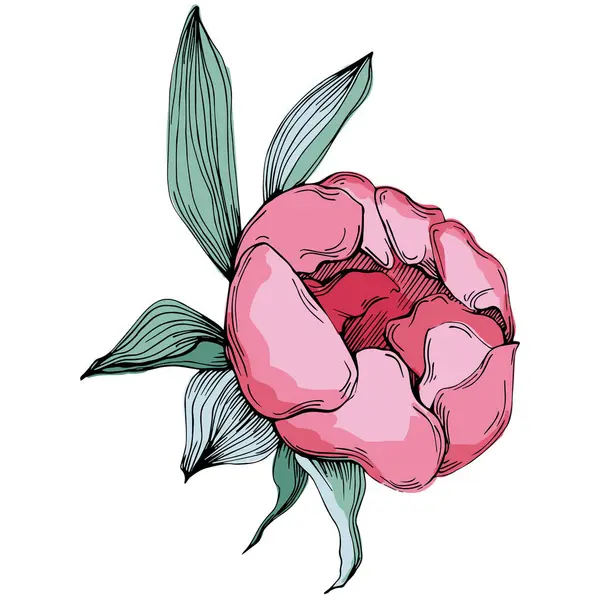 Gerçekçi botanik tarzında zarif şakayıklar, beyaz arka planda izole edilmiş, düğün davetiyeleri, çiçek baskıları, tebrik kartları, ambalaj tasarımı ve romantik dekor için mükemmel.