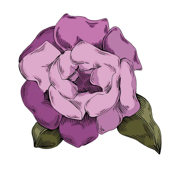 Gerçekçi botanik tarzında zarif şakayıklar, beyaz arka planda izole edilmiş, düğün davetiyeleri, çiçek baskıları, tebrik kartları, ambalaj tasarımı ve romantik dekor için mükemmel.