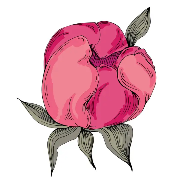 Gerçekçi botanik tarzında zarif şakayıklar, beyaz arka planda izole edilmiş, düğün davetiyeleri, çiçek baskıları, tebrik kartları, ambalaj tasarımı ve romantik dekor için mükemmel.