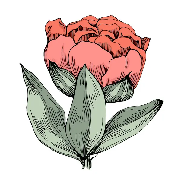 Gerçekçi botanik tarzında zarif şakayıklar, beyaz arka planda izole edilmiş, düğün davetiyeleri, çiçek baskıları, tebrik kartları, ambalaj tasarımı ve romantik dekor için mükemmel.