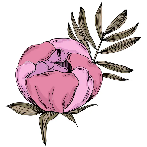 Gerçekçi botanik tarzında zarif şakayıklar, beyaz arka planda izole edilmiş, düğün davetiyeleri, çiçek baskıları, tebrik kartları, ambalaj tasarımı ve romantik dekor için mükemmel.