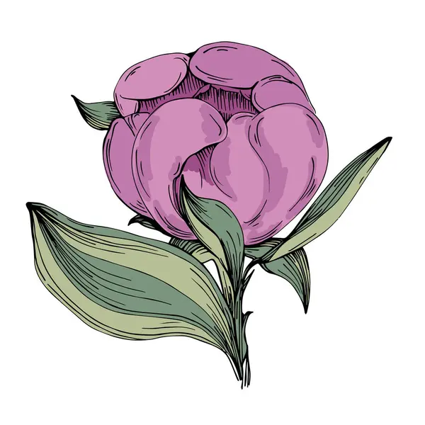 Gerçekçi botanik tarzında zarif şakayıklar, beyaz arka planda izole edilmiş, düğün davetiyeleri, çiçek baskıları, tebrik kartları, ambalaj tasarımı ve romantik dekor için mükemmel.