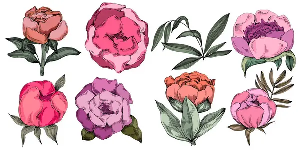 Gerçekçi botanik tarzında zarif şakayıklar, beyaz arka planda izole edilmiş, düğün davetiyeleri, çiçek baskıları, tebrik kartları, ambalaj tasarımı ve romantik dekor için mükemmel.