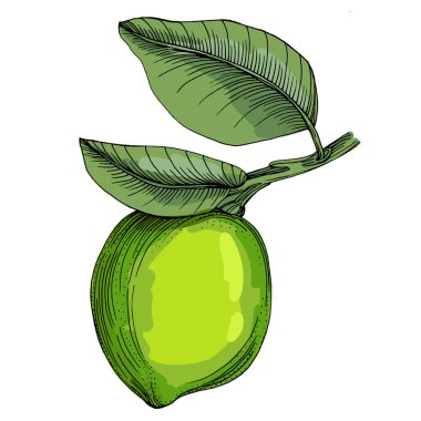 Kireç. Beyaz arka planda izole edilmiş turunçgil meyvelerinin renkli bir taslak koleksiyonu. El çizimi sebzeler. Vektör illüstrasyonu