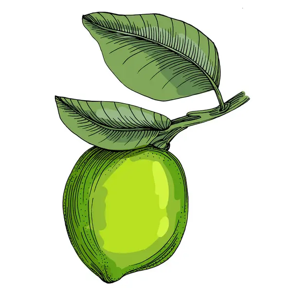 Kireç. Beyaz arka planda izole edilmiş turunçgil meyvelerinin renkli bir taslak koleksiyonu. El çizimi sebzeler. Vektör illüstrasyonu