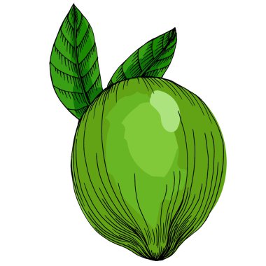 Kireç. Beyaz arka planda izole edilmiş turunçgil meyvelerinin renkli bir taslak koleksiyonu. El çizimi sebzeler. Vektör illüstrasyonu