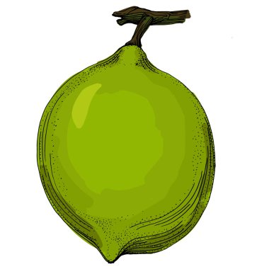 Kireç. Beyaz arka planda izole edilmiş turunçgil meyvelerinin renkli bir taslak koleksiyonu. El çizimi sebzeler. Vektör illüstrasyonu