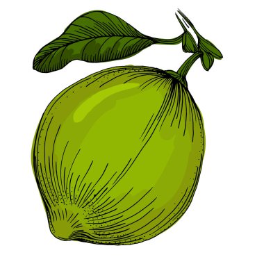 Kireç. Beyaz arka planda izole edilmiş turunçgil meyvelerinin renkli bir taslak koleksiyonu. El çizimi sebzeler. Vektör illüstrasyonu