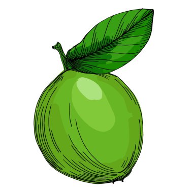 Kireç. Beyaz arka planda izole edilmiş turunçgil meyvelerinin renkli bir taslak koleksiyonu. El çizimi sebzeler. Vektör illüstrasyonu