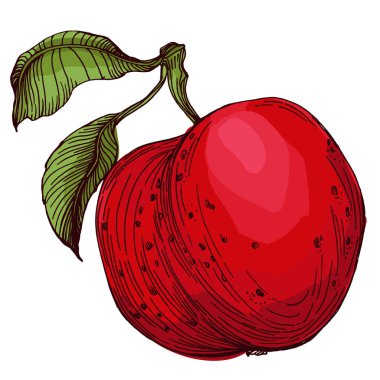 Taze elma izole edilmiş sağlıklı vejetaryen yemek taslağı. Vektör meyve, sulu sağlıklı tatlı. Beyaz Arkaplanda Elma