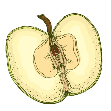 Taze elma izole edilmiş sağlıklı vejetaryen yemek taslağı. Vektör meyve, sulu sağlıklı tatlı. Beyaz Arkaplanda Elma