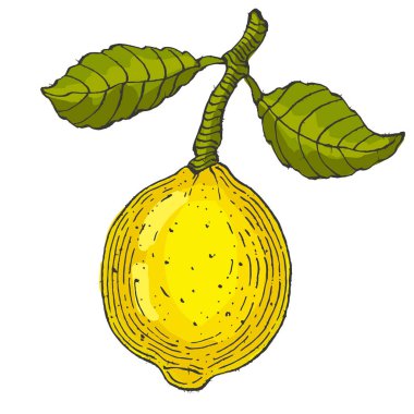 Okaliptüs yaprakları. Çiçekli botanik çiçeği. İzole illüstrasyon elementi. Arkaplan, doku, ambalaj deseni, çerçeve veya kenar çizimi için vektör el.