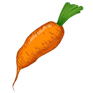 Okaliptüs yaprakları. Çiçekli botanik çiçeği. İzole illüstrasyon elementi. Arkaplan, doku, ambalaj deseni, çerçeve veya kenar çizimi için vektör el.