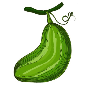 Sağlıklı beslenme için salatalık sebze çizimi ve vejetaryen diyet konsepti lezzetli besin vektörü. Eski usul oyma, paketleme, yazdırma, menüler ve dijital tasarımlar için mükemmel.