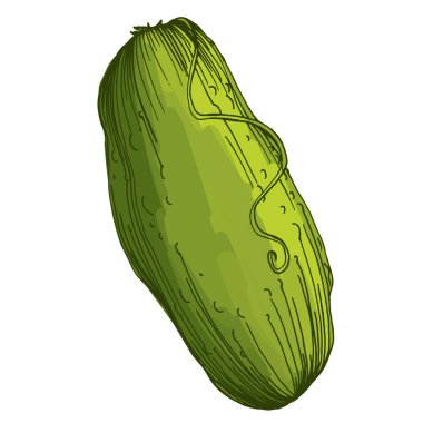 Sağlıklı beslenme için salatalık sebze çizimi ve vejetaryen diyet konsepti lezzetli besin vektörü. Eski usul oyma, paketleme, yazdırma, menüler ve dijital tasarımlar için mükemmel.