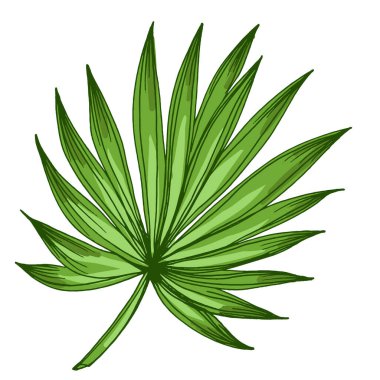 Palmiye dalları, tropik bitki süsleme elementleri. Elle çizilmiş çizim çizimi. Eski usul oyma, paketleme, yazdırma, menüler ve dijital tasarımlar için mükemmel.