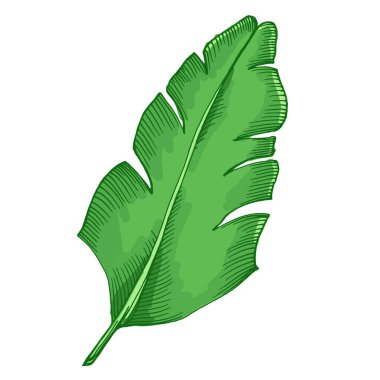 Palmiye dalları, tropik bitki süsleme elementleri. Elle çizilmiş çizim çizimi. Eski usul oyma, paketleme, yazdırma, menüler ve dijital tasarımlar için mükemmel.