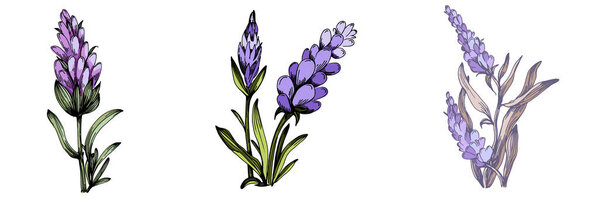 Лаванда полевой цветок цветочные ботанические цветы. Изолированный элемент иллюстрации полевых цветов. Элементы дизайна для поздравительных открыток на белом фоне в стиле ретро, концепция прованса.