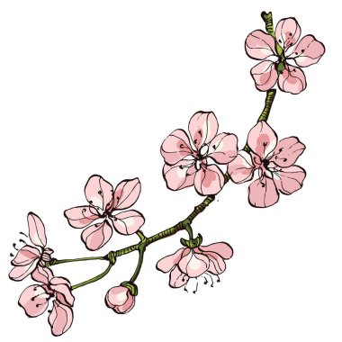 Sakura çiçek dalı. Düşen yapraklar, çiçekler. İzole edilmiş uçan gerçekçi Japon kirazı ya da kayısı çiçeği elementleri vektör arka planına düşer. El çizimi çizimi çizimi.