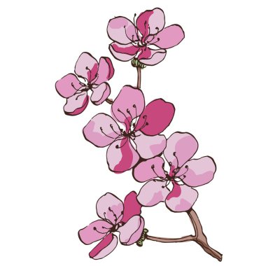 Sakura çiçek dalı. Düşen yapraklar, çiçekler. İzole edilmiş uçan gerçekçi Japon kirazı ya da kayısı çiçeği elementleri vektör arka planına düşer. El çizimi çizimi çizimi.