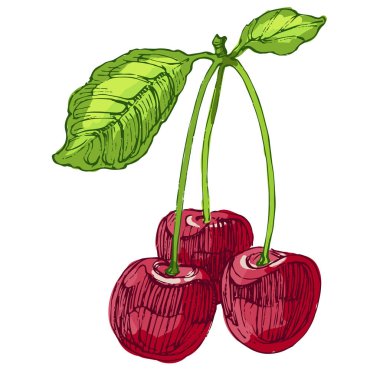 Taze kiraz, kiraz. El çizimi, beyaz arka planda izole edilmiş. El çizimi çizimi çizimi. Eski usul oyma, paketleme, yazdırma, menüler ve dijital tasarımlar için mükemmel.