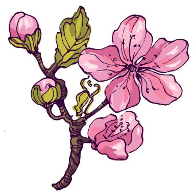 Sakura çiçek dalı. Düşen yapraklar, çiçekler. İzole edilmiş uçan gerçekçi Japon kirazı ya da kayısı çiçeği elementleri vektör arka planına düşer. El çizimi çizimi çizimi.