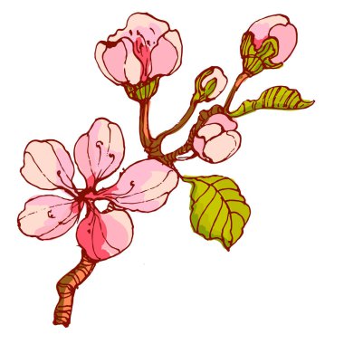 Sakura çiçek dalı. Düşen yapraklar, çiçekler. İzole edilmiş uçan gerçekçi Japon kirazı ya da kayısı çiçeği elementleri vektör arka planına düşer. El çizimi çizimi çizimi.