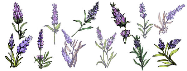 Лаванда полевой цветок цветочные ботанические цветы. Изолированный элемент иллюстрации полевых цветов. Элементы дизайна для поздравительных открыток на белом фоне в стиле ретро, концепция прованса.