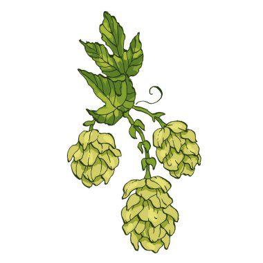 Bira ve illüstrasyon. Logo, etiket, amblem, imza, poster, etiket tasarımı. El çizimi çizimi çizimi. Eski usul oyma, paketleme, yazdırma, menüler ve dijital tasarımlar için mükemmel.