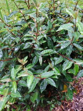 Yağmurdan Sonra Islak Çim Çalılığı