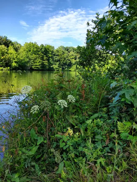 stock image Lakeside Foliage and Peaceful Waters