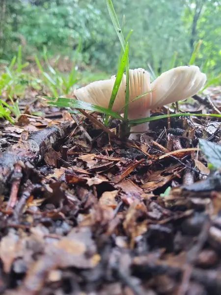 stock image Mushroom Closeup Tiny Ants