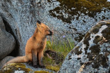 Ormanda kızıl tilki, Norveç