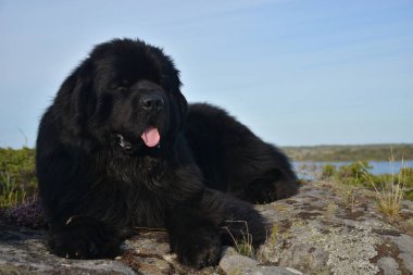 Parkta yeni bulunmuş büyük siyah bir köpek.