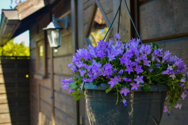 Bir köy evinin ahşap duvarında saksılarda güzel çiçekler.