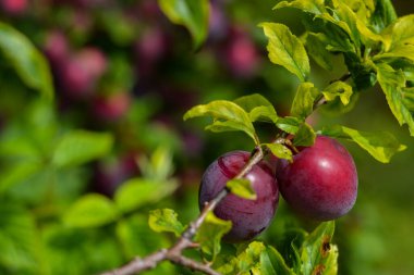 olgunlaşmış kırmızı erik bahçedeki bir dalda eriklerle