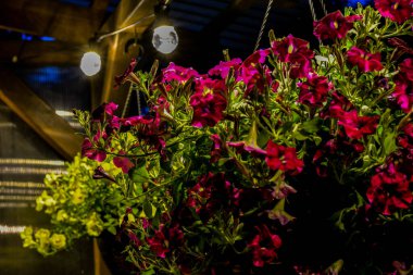 Bahçedeki güzel çiçek