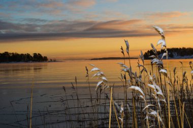 Siyah arkaplanı olan yeşil bir zeytini kapat.